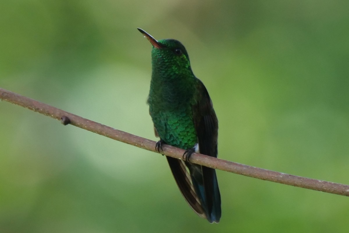Blue-vented Hummingbird - ML604990351