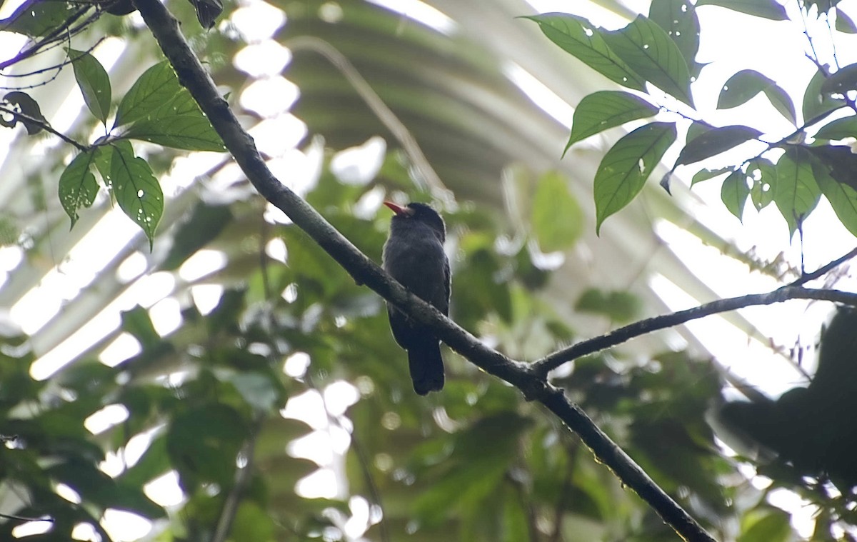 Black-fronted Nunbird - Timo Mitzen