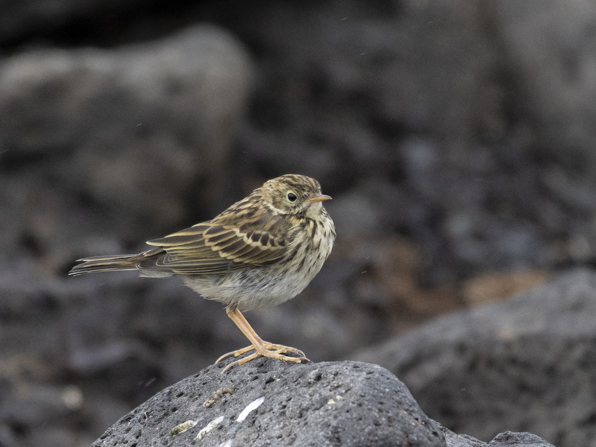 Meadow Pipit - ML604990681