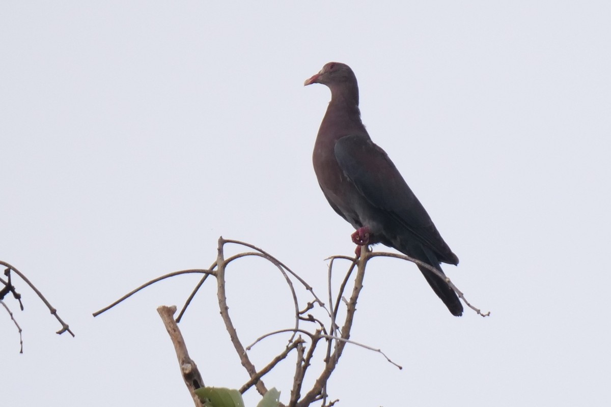 Red-billed Pigeon - ML604990721