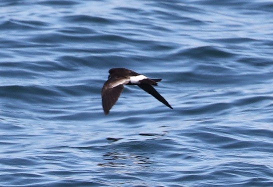 Wilson's Storm-Petrel - ML604990751