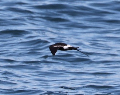 Wilson's Storm-Petrel - ML604990761