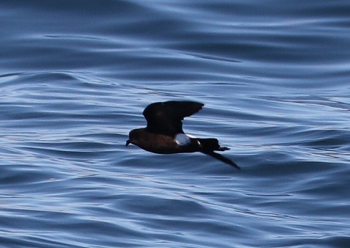 Wilson's Storm-Petrel - ML604990811