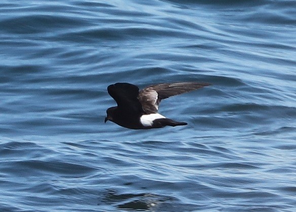 Wilson's Storm-Petrel - ML604990821