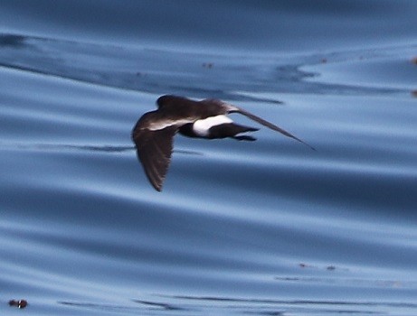 Wilson's Storm-Petrel - ML604990881