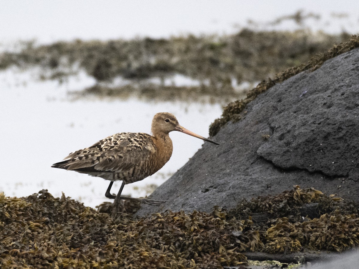 Black-tailed Godwit (islandica) - ML604991491