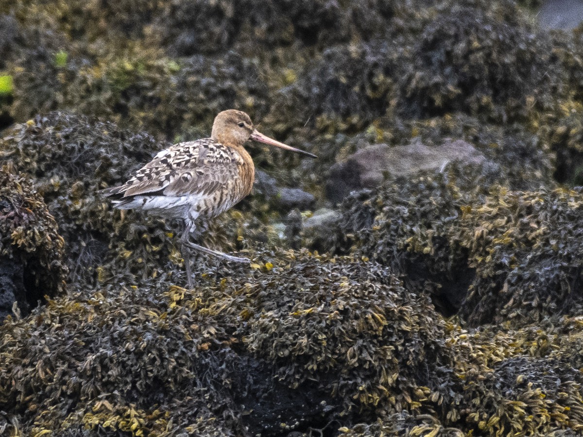 Black-tailed Godwit (islandica) - ML604991501