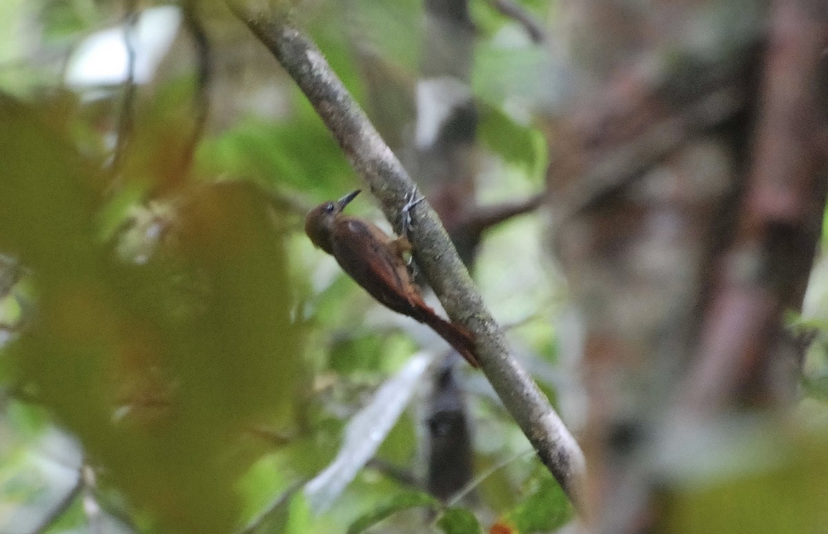 White-chinned Woodcreeper - ML604991741