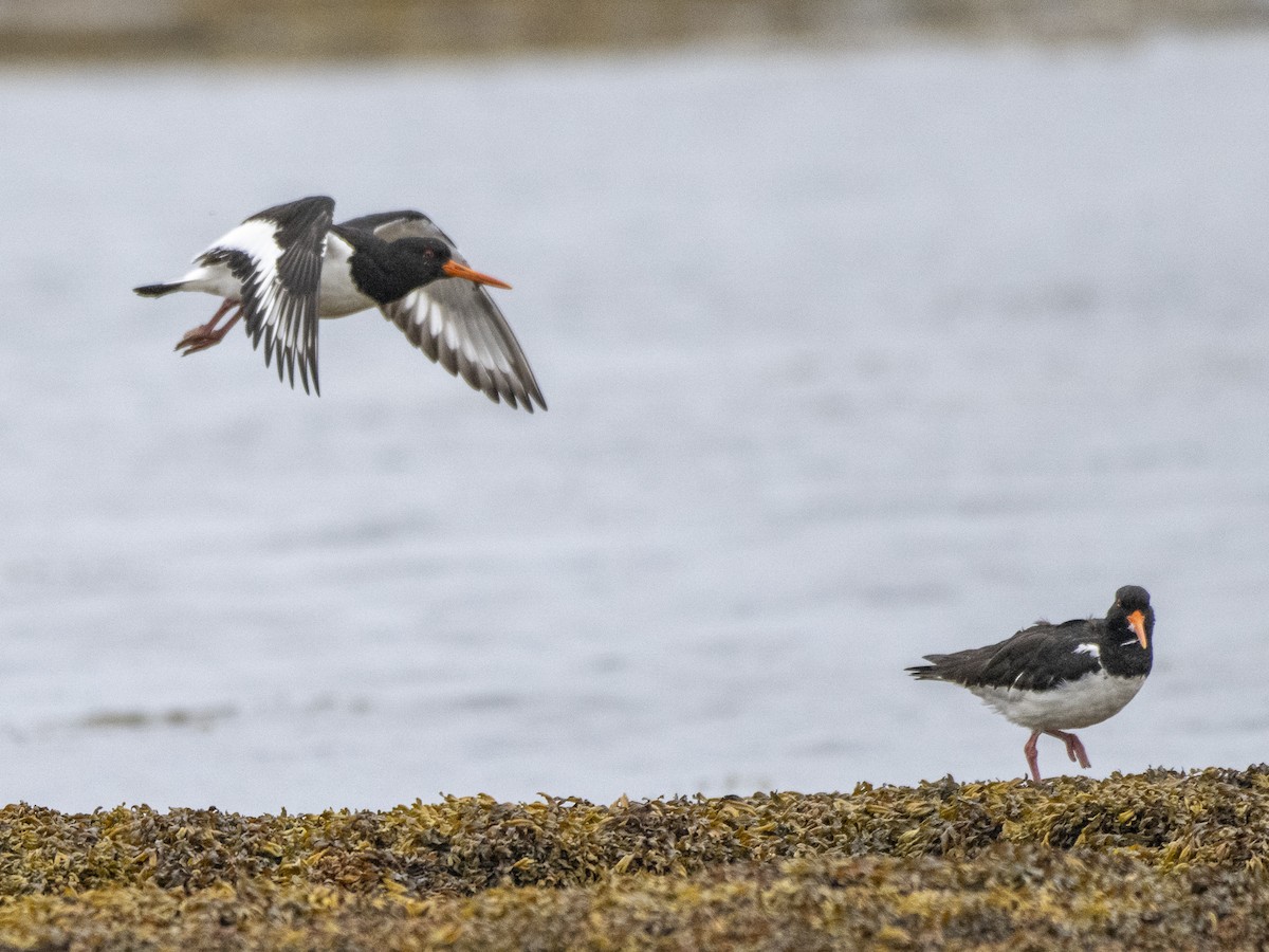 Eurasian Oystercatcher - ML604992051