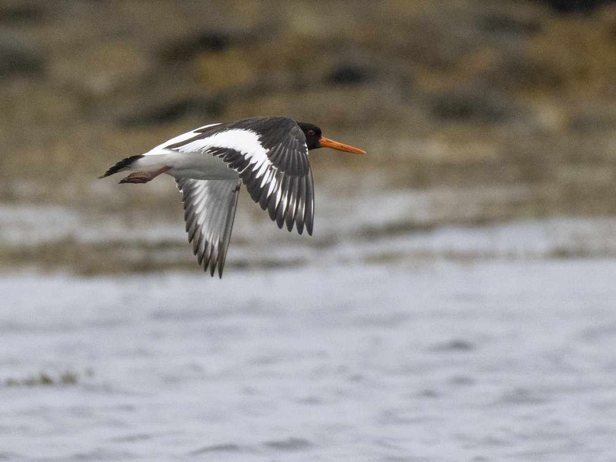 Eurasian Oystercatcher - Manuel Zahn