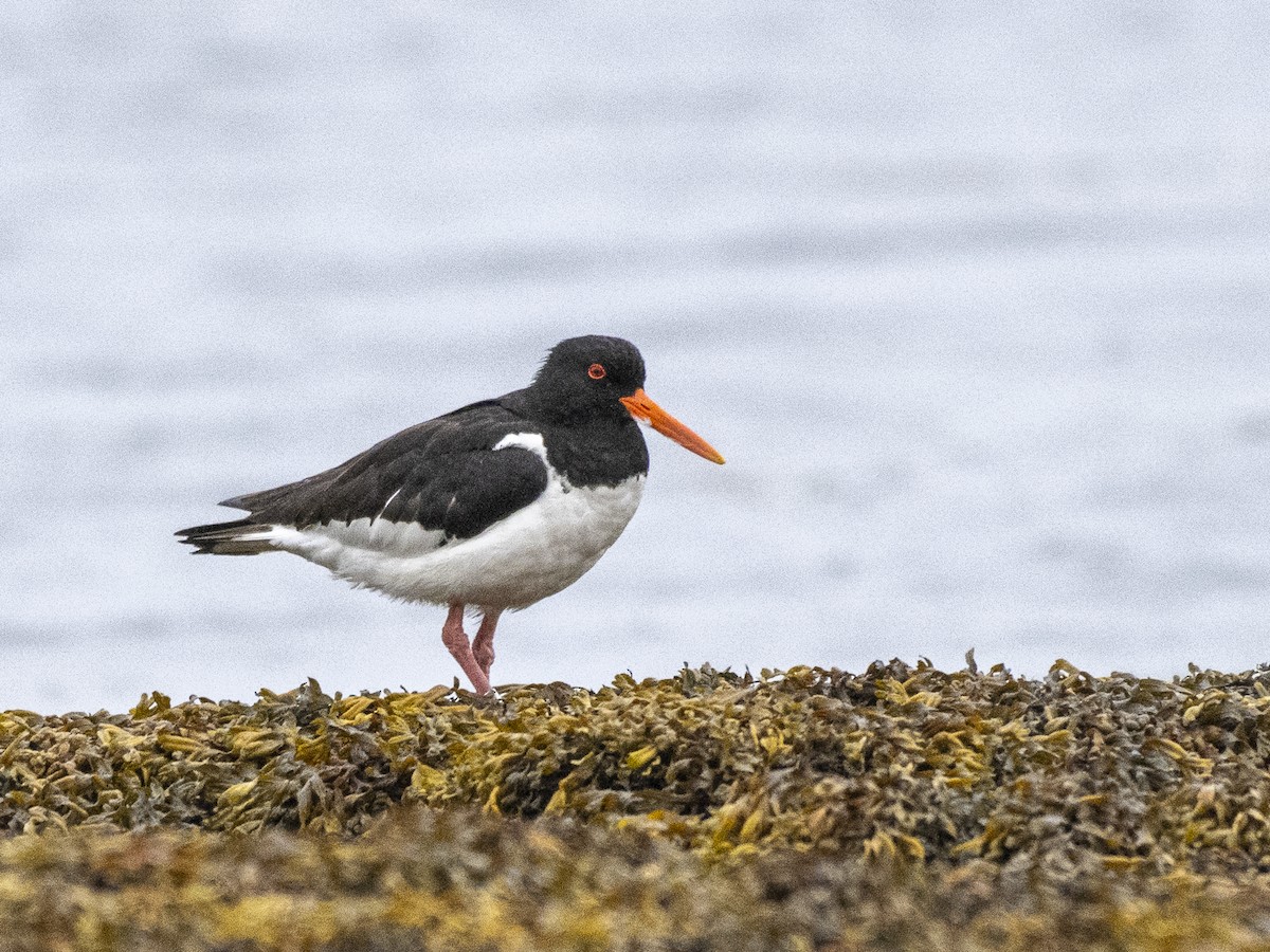 Eurasian Oystercatcher - ML604992071