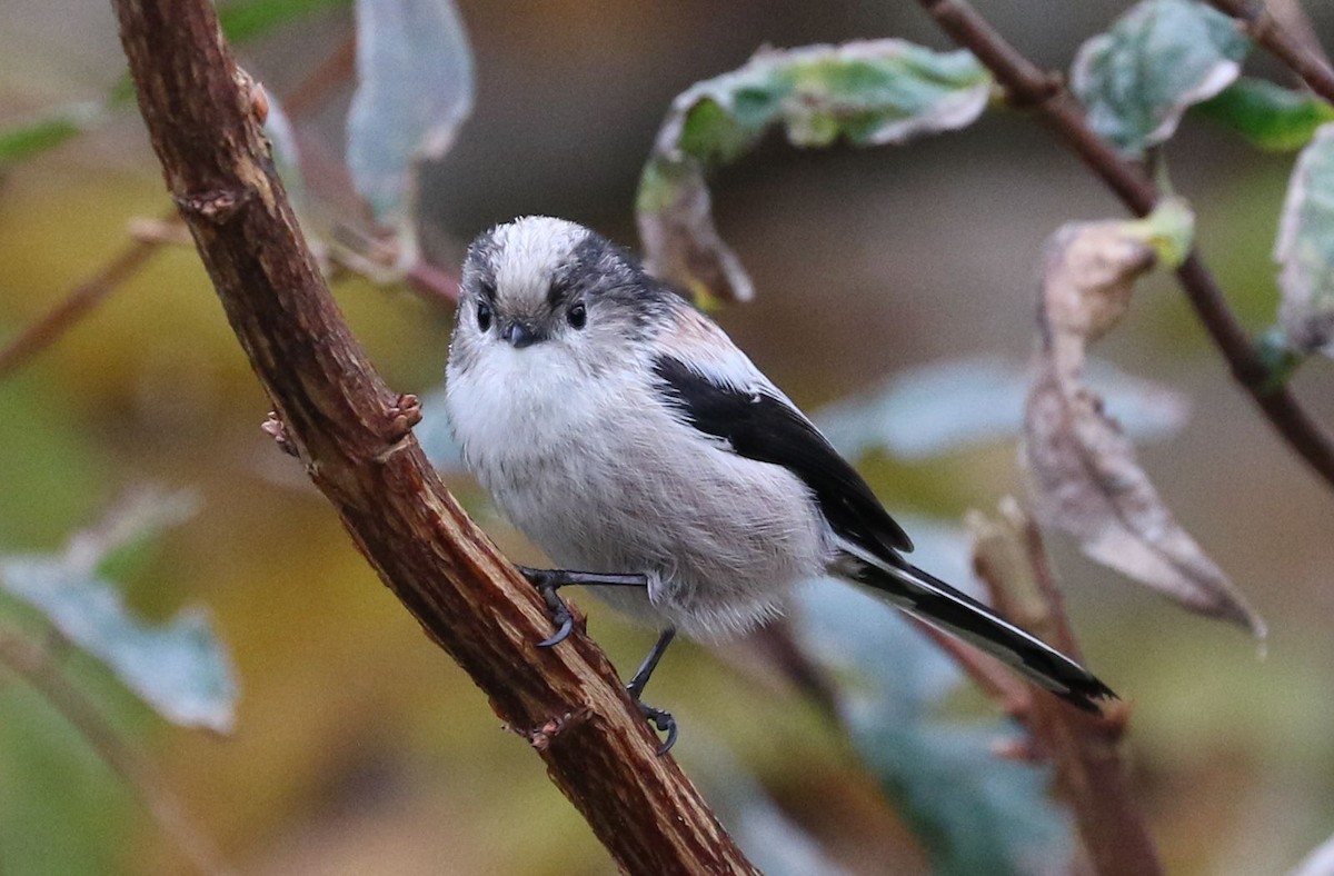 Long-tailed Tit - Akira Nakanishi