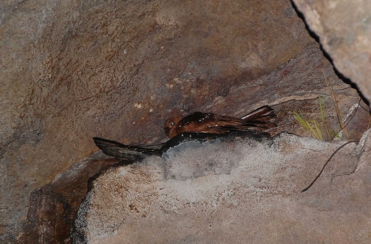 Oilbird - ML604993451