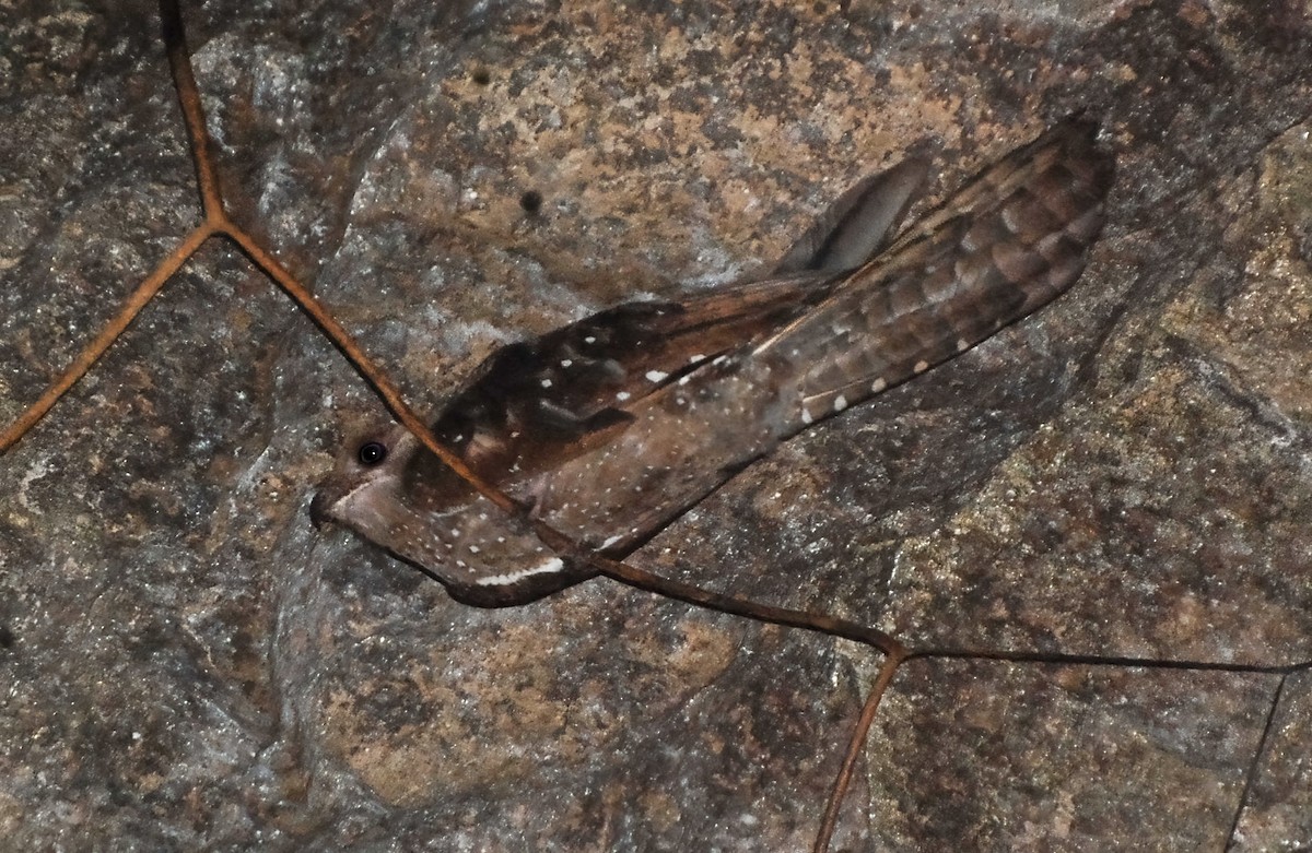 Oilbird - ML604993461