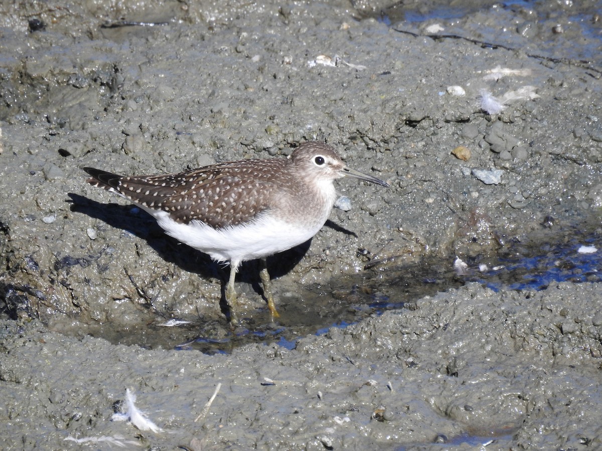 Solitary Sandpiper - ML604994221