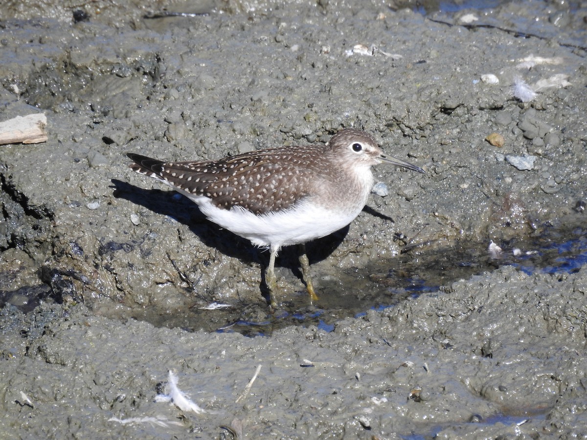 Solitary Sandpiper - ML604994271