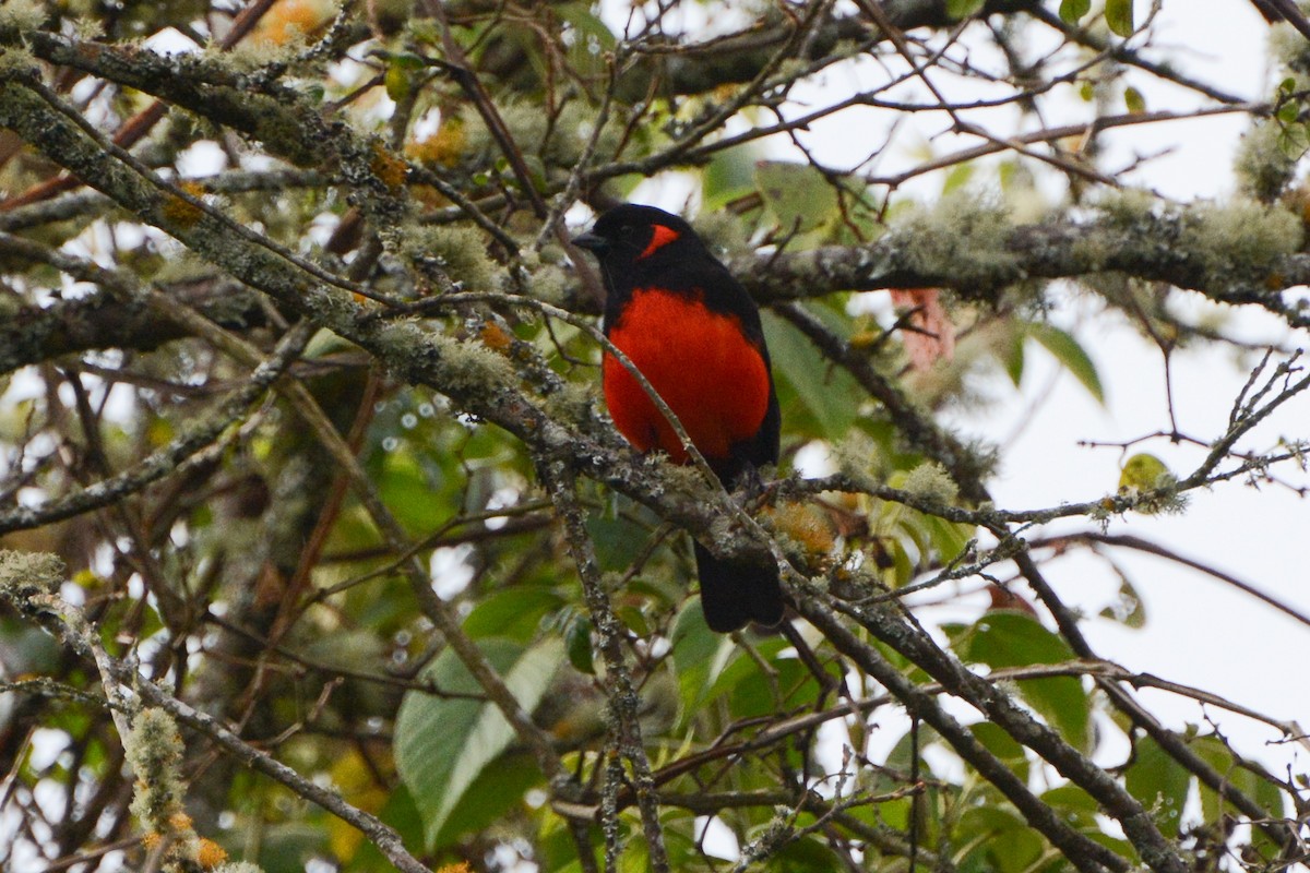 Scarlet-bellied Mountain Tanager - ML604994341