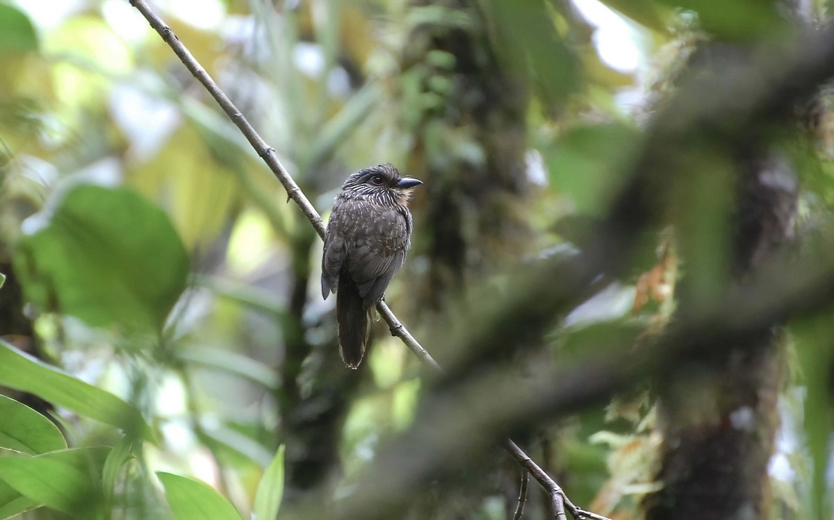 Black-streaked Puffbird - ML604994441