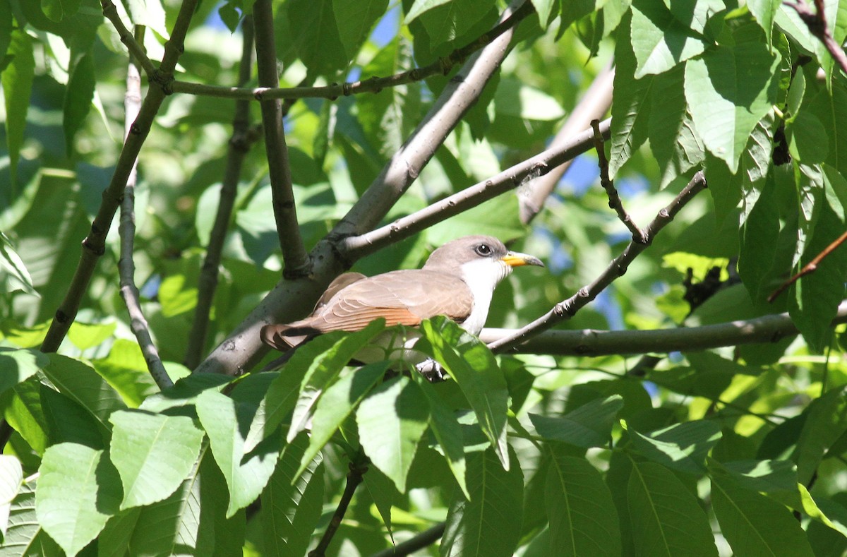 Yellow-billed Cuckoo - Geoffrey A. Williamson