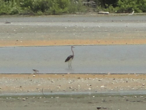 Tricolored Heron - ML604995731