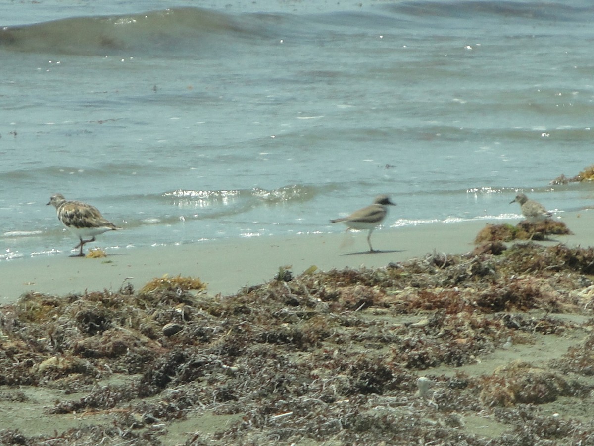 Semipalmated Plover - ML604995921