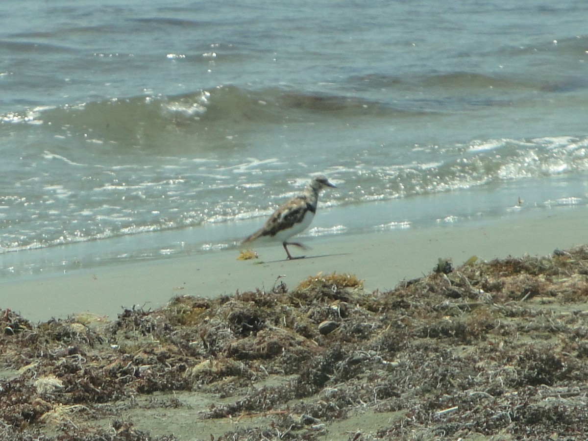 Ruddy Turnstone - ML604996191