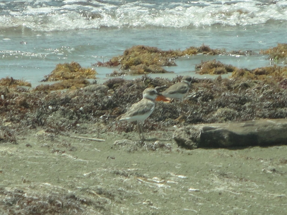 Wilson's Plover - ML604996281