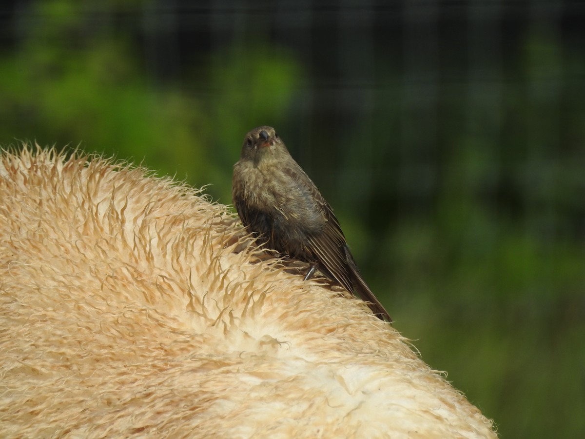 Brown-headed Cowbird - ML604996331