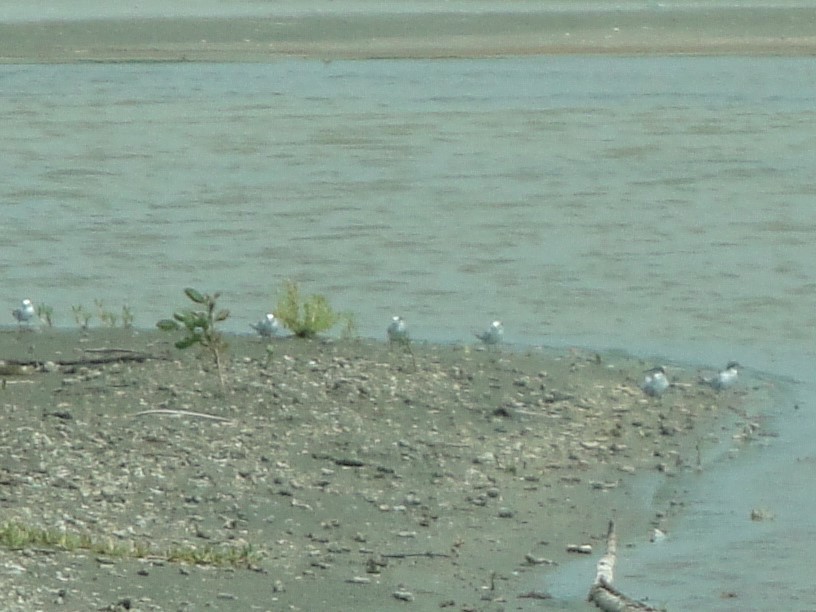 Least Tern - ML604996381