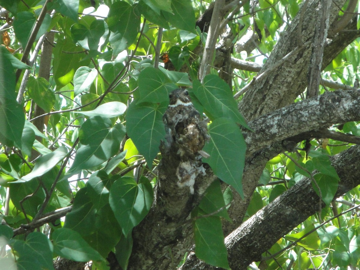 Antillean Nighthawk - Hector C. Cruzado