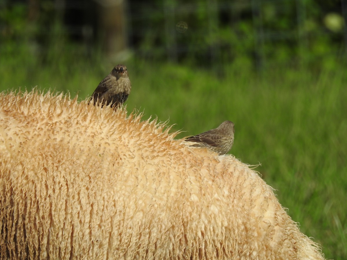 Brown-headed Cowbird - ML604996491