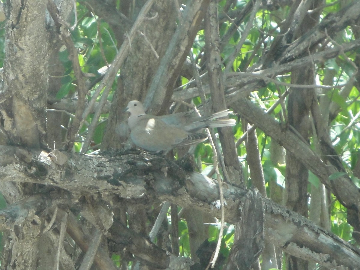 Eurasian Collared-Dove - Hector C. Cruzado