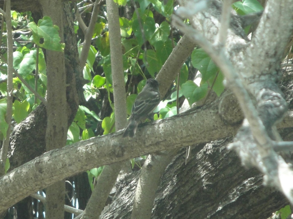 Puerto Rican Flycatcher - Hector C. Cruzado