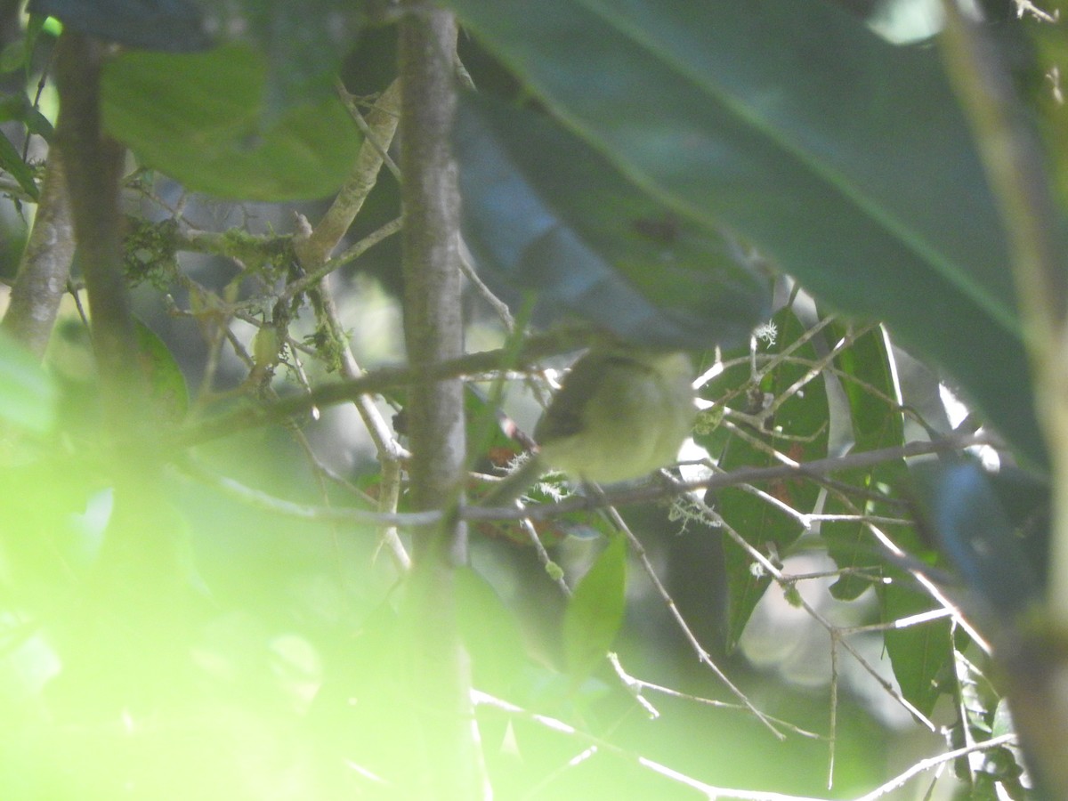 Orange-crested Flycatcher - ML604997051