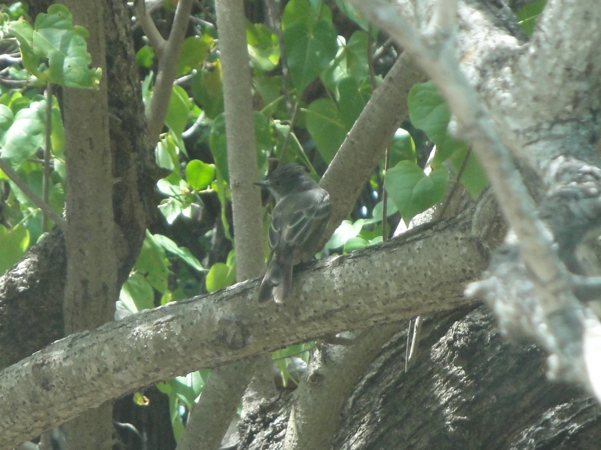 Puerto Rican Flycatcher - Hector C. Cruzado