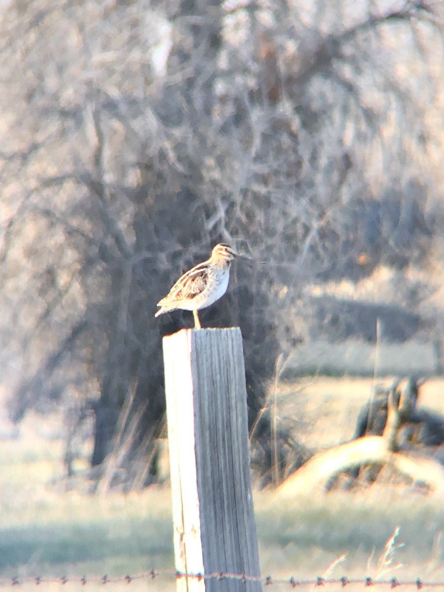 Wilson's Snipe - ML604997531