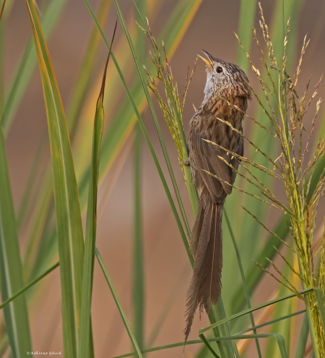 Rufous-vented Grass Babbler - ML604997841