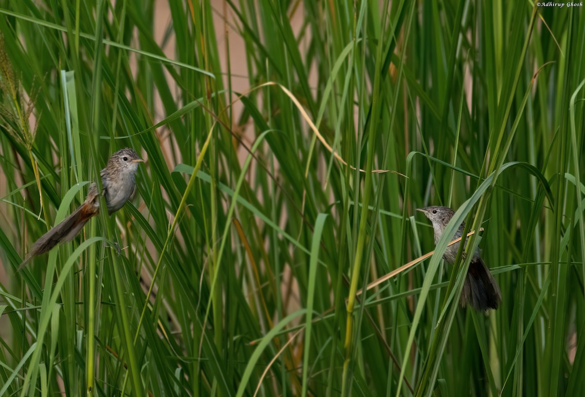 Rufous-vented Grass Babbler - ML604997991