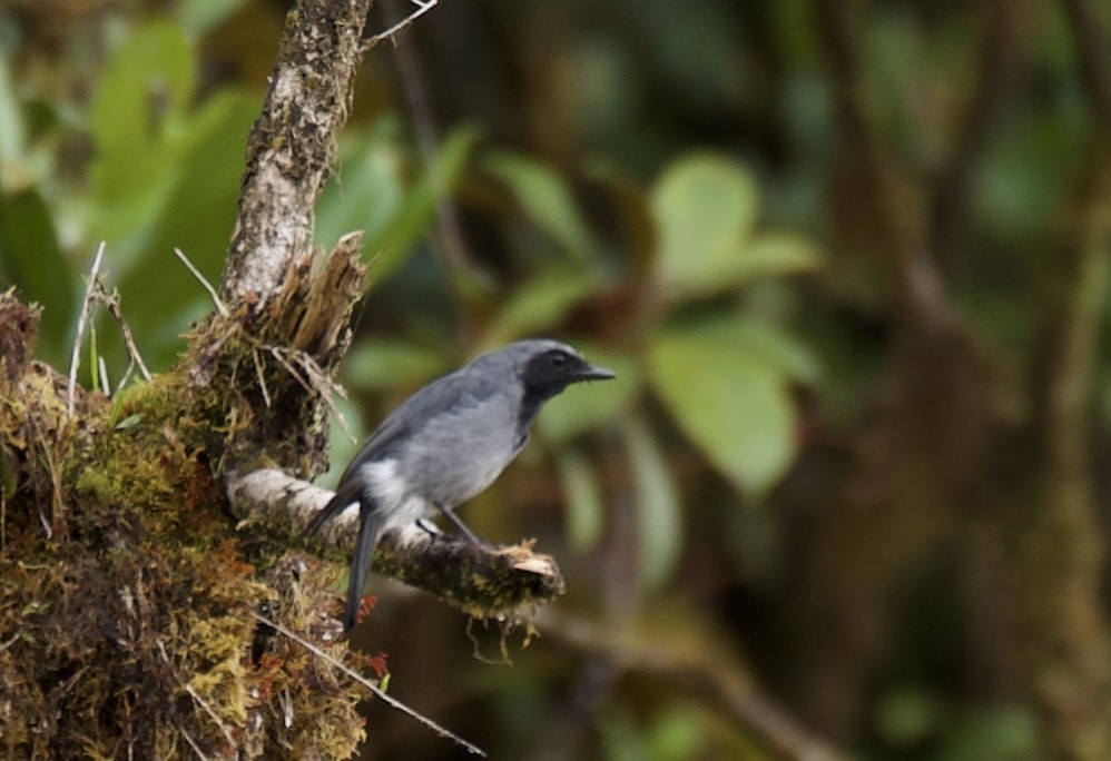 Black-throated Robin - Kelly McDowell