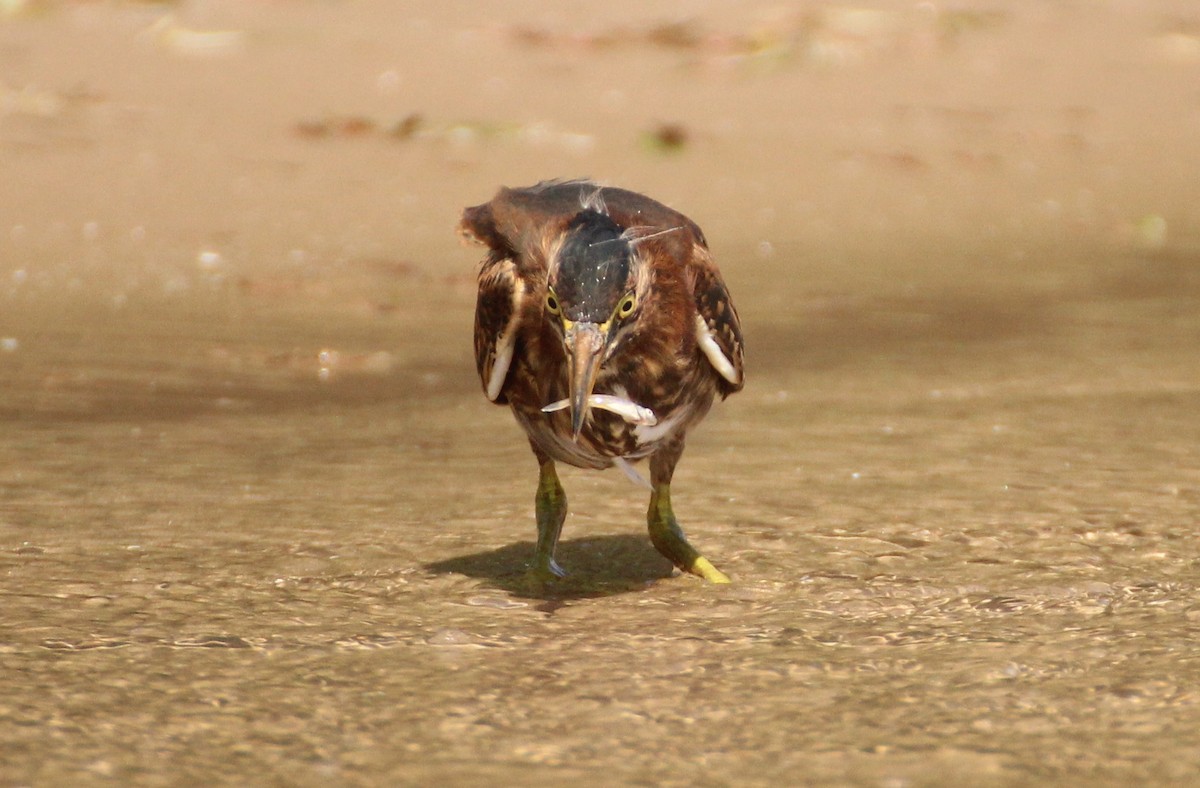 Green Heron - ML604999321