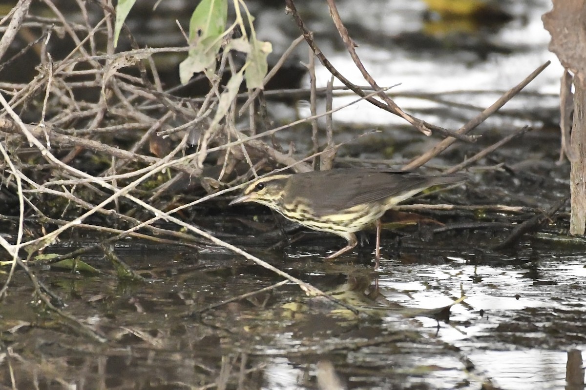 Northern Waterthrush - ML605000601