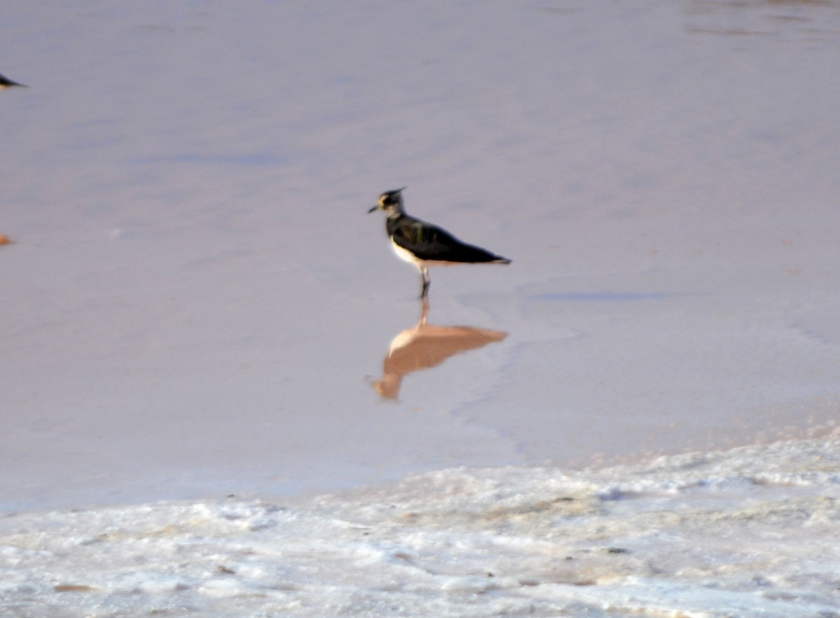 Northern Lapwing - ML605001771