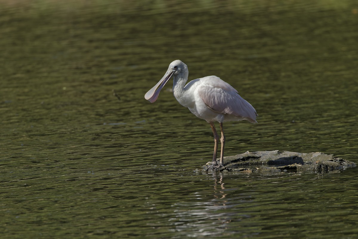 Roseate Spoonbill - ML605002561