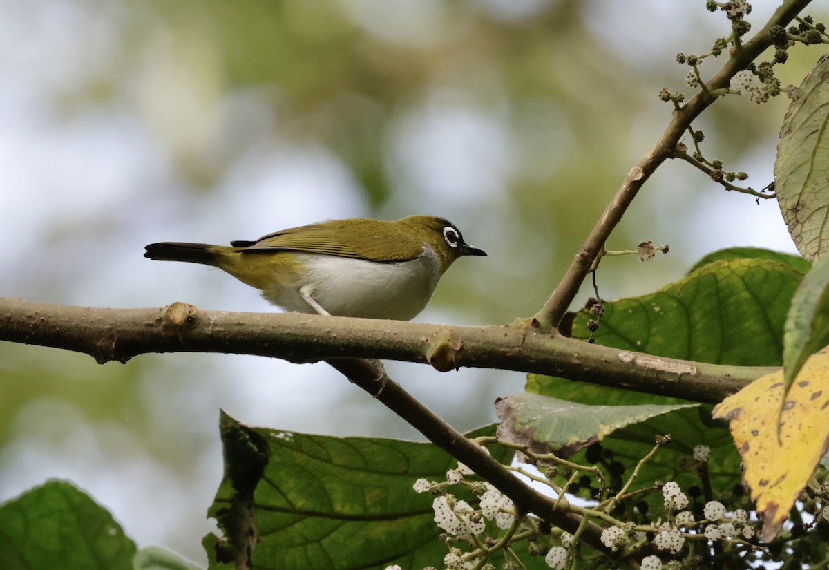 Black-crowned White-eye - ML605003151