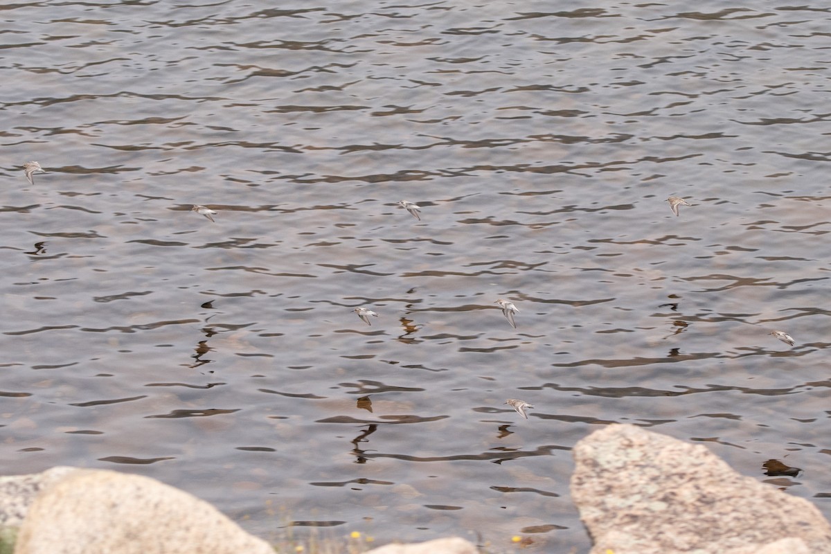 Baird's Sandpiper - ML605003571