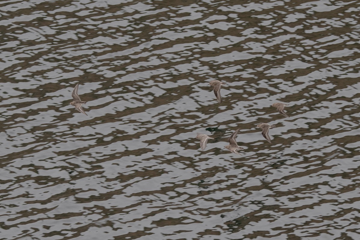 Baird's Sandpiper - ML605003581