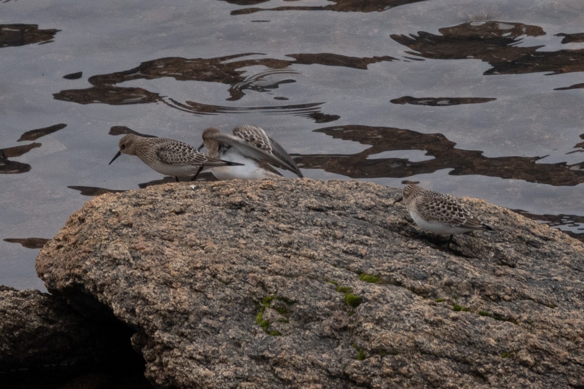 Baird's Sandpiper - ML605003591