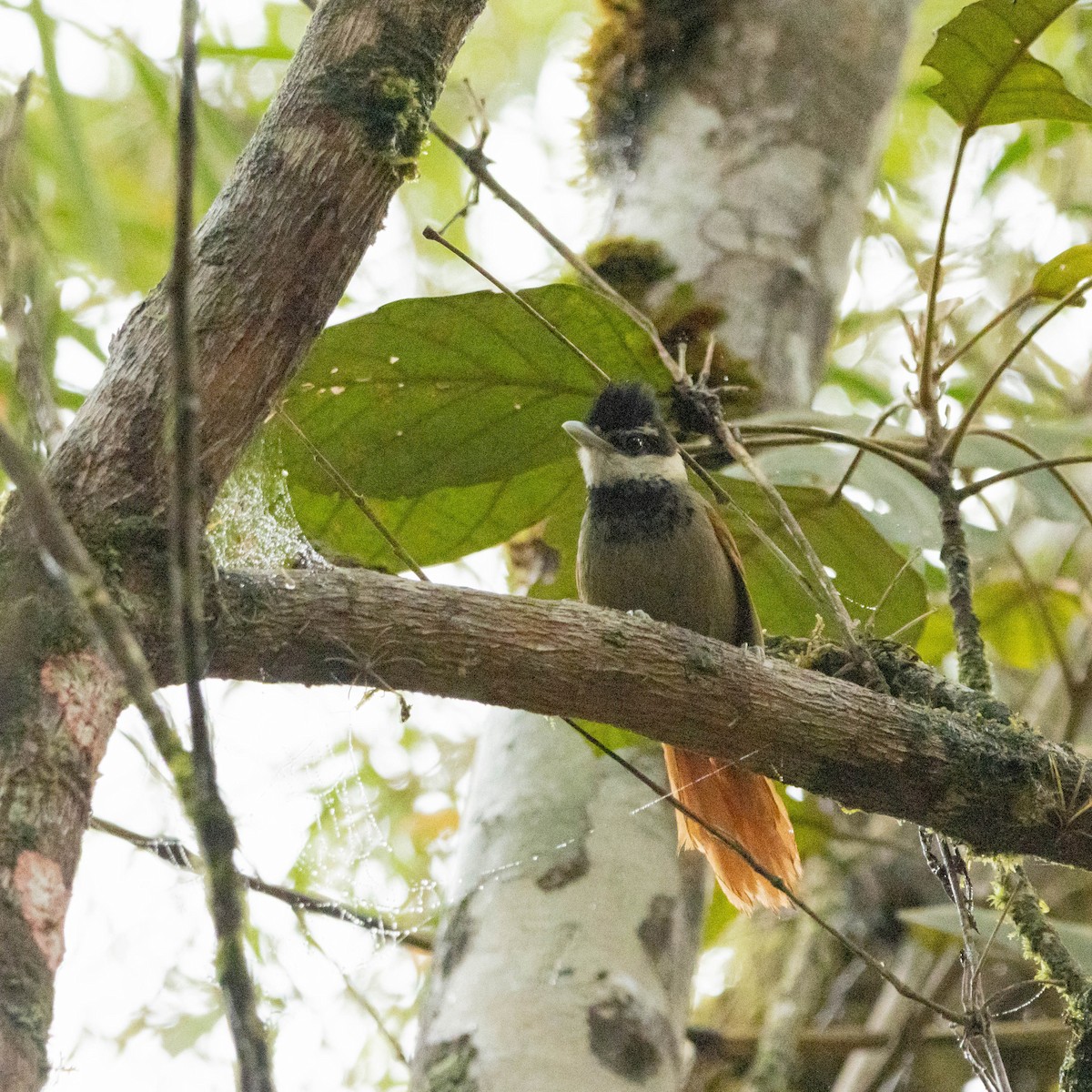 White-bearded Antshrike - ML605003621