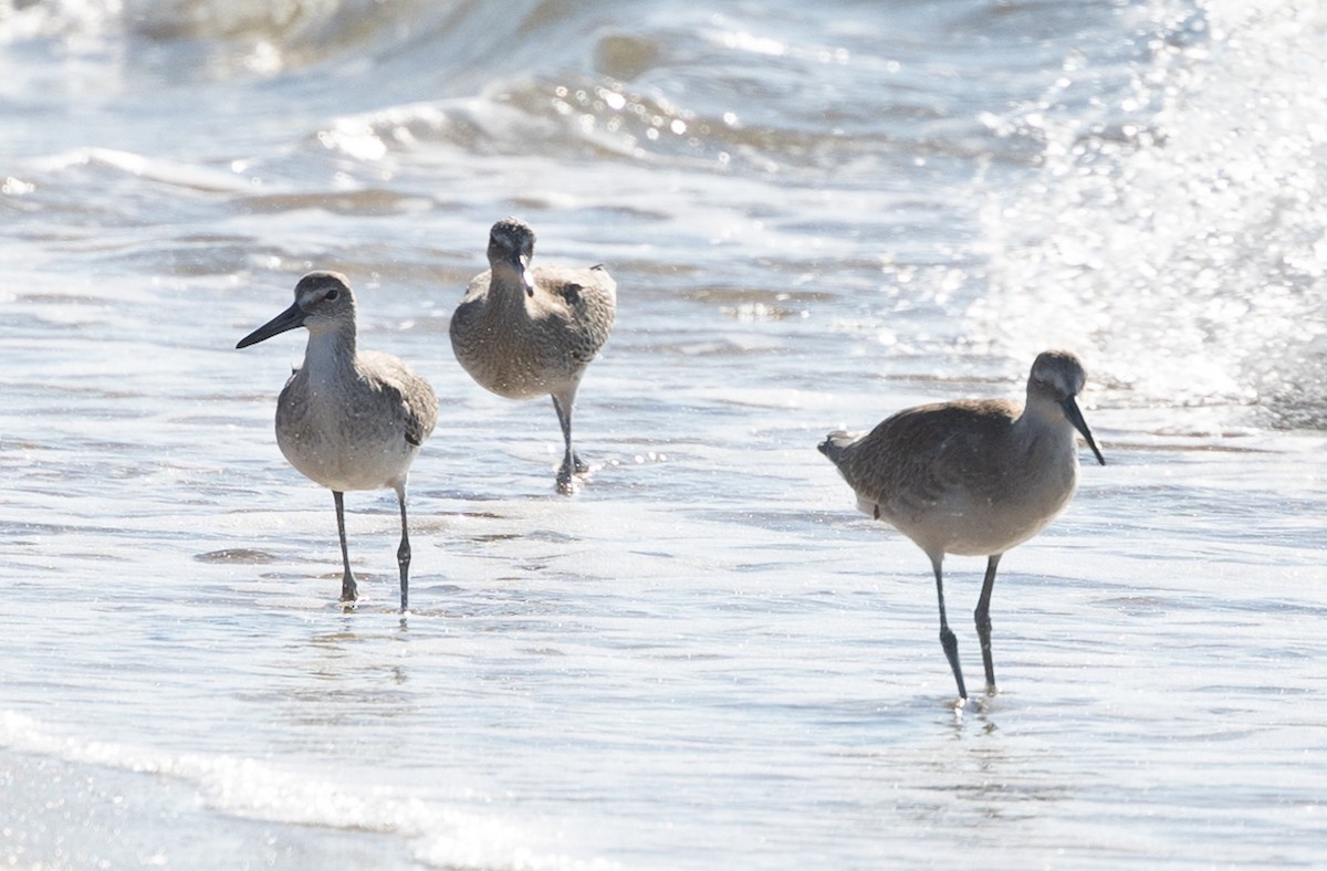 Playero Aliblanco (inornata) - ML605003761