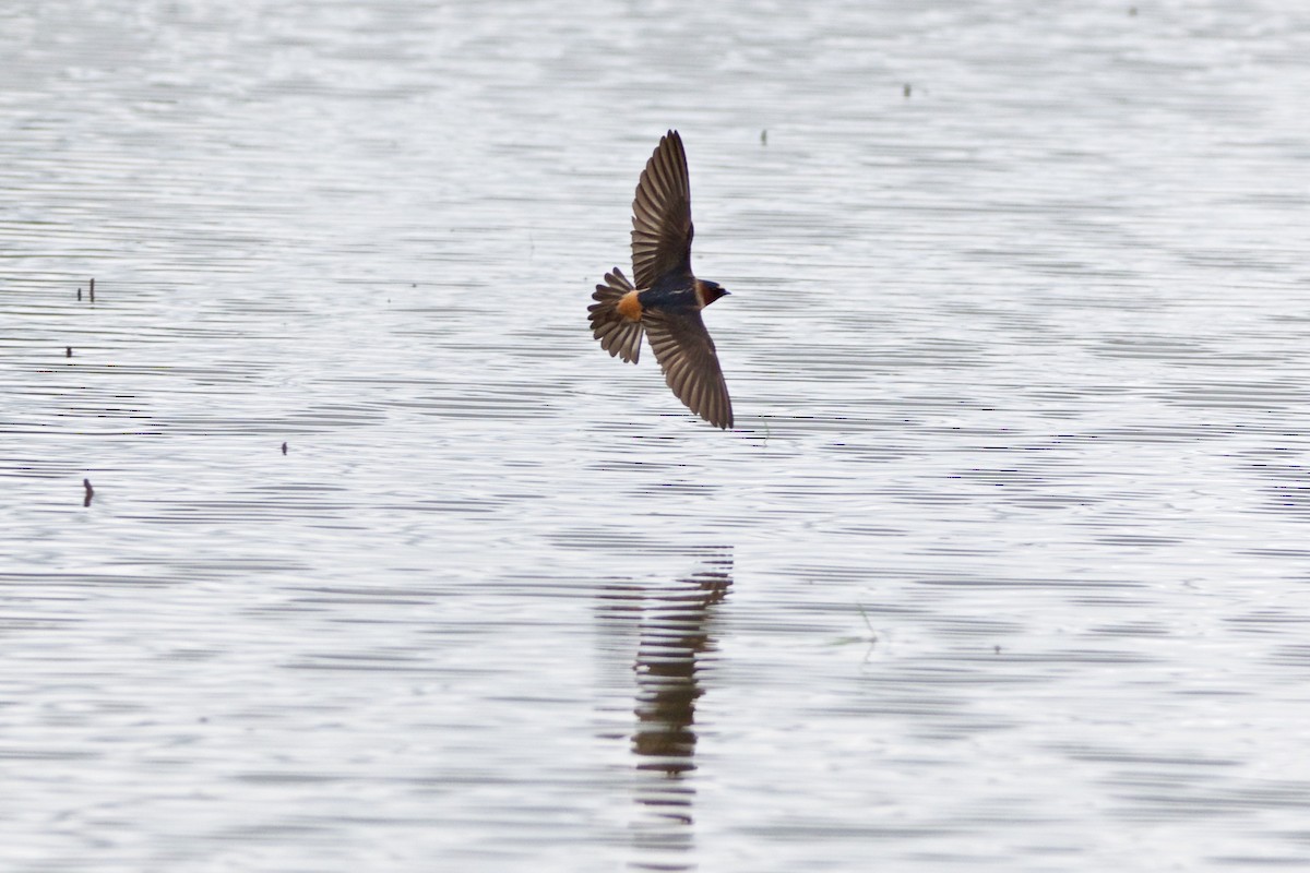 Cliff Swallow - Ian Jarvie